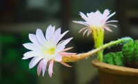 一起讀報-8月15日