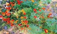 一起讀報-10月26日