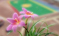 一起讀報-12月7日