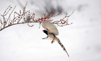 一起讀報(bào)-12月19日